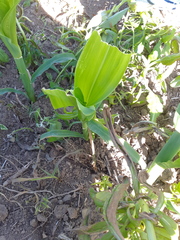 Zea mays mays