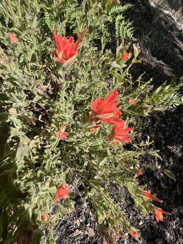 iNaturalist observation photo of Camp Martin paintbrush