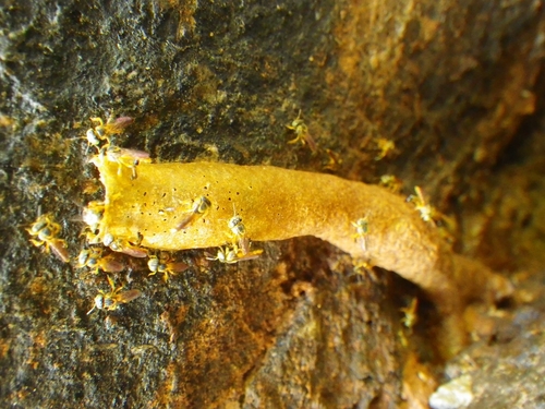 Narrow Stingless Bee