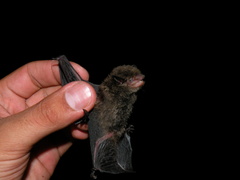 Myotis nigricans