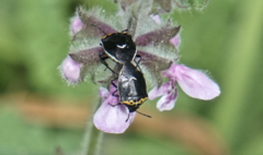 Cosmopepla conspicillaris