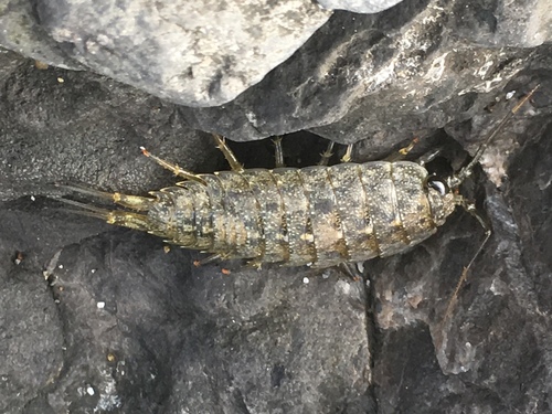 Western Sea Slater photo 3