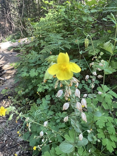 iNaturalist observation photo of seep monkeyflower