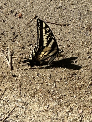 iNaturalist observation photo of Pale Swallowtail