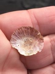 Pododesmus macrochisma