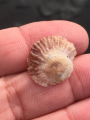 Pododesmus macrochisma