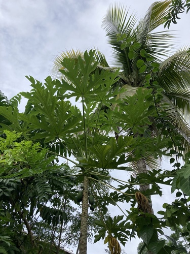 Papaya