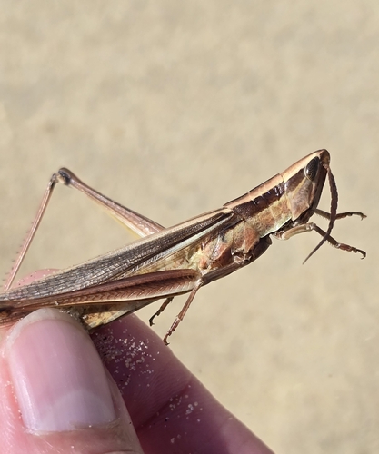 Coastal Toothpick Grasshopper photo 3