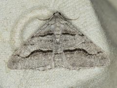 Digrammia imparilata