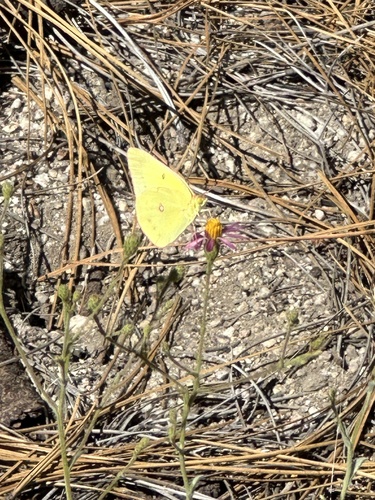 iNaturalist observation photo of Orange Sulphur