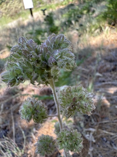 iNaturalist observation photo of Mountain Phacelia