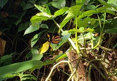 Lycorea halia discreta