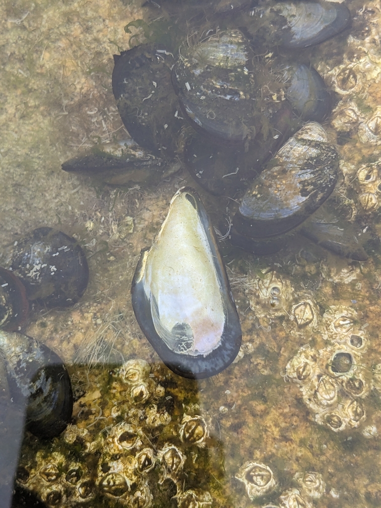 Photo of a Blue Mussel