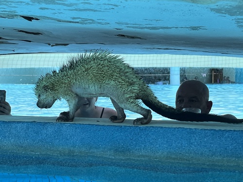 Mexican Hairy Dwarf Porcupine, Solidaridad, Q. Roo., MX, photo 8 of 10