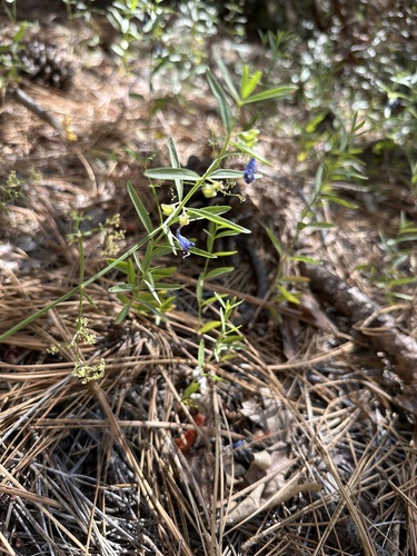 iNaturalist observation photo of Grayleaf Skullcap