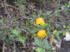 Cassiinae