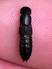 Platydracus cinnamopterus