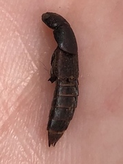 Platydracus cinnamopterus
