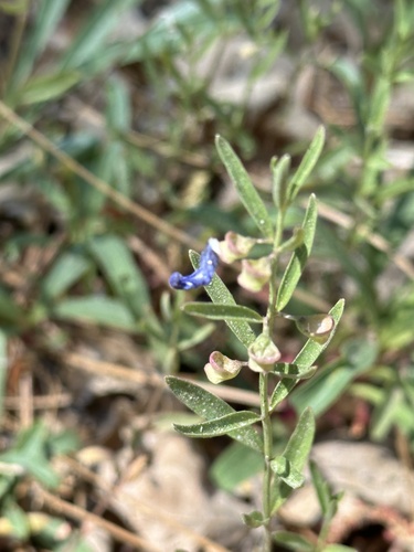 iNaturalist observation photo of Grayleaf Skullcap