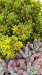 Sedum × rubrotinctum