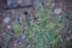 Astragalus australis