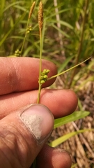 Carex meadii