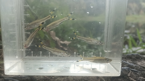 Black scissortail (Rasbora trilineata) — Cyprinidae — 5