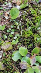 Pyrola asarifolia