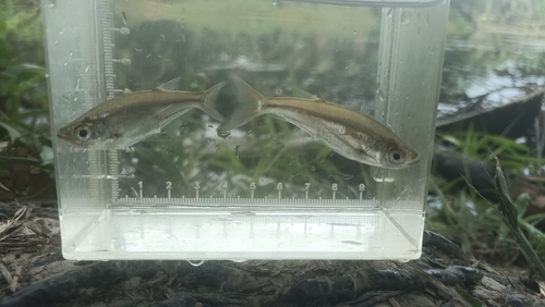 Glass minnow carp (Parachela hypophthalmus) — Cyprinidae — 4