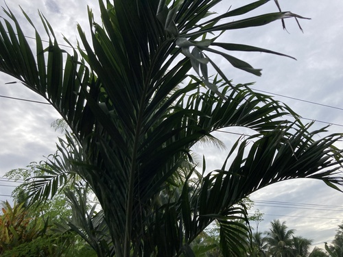 Manila Palm