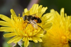 Eristalis brousii