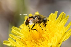 Eristalis brousii