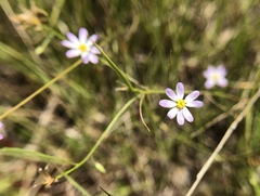Chaetopappa asteroides