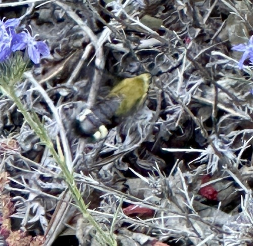 iNaturalist observation photo of Rocky Mountain Clearwing