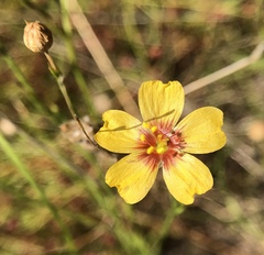 Linum berlandieri