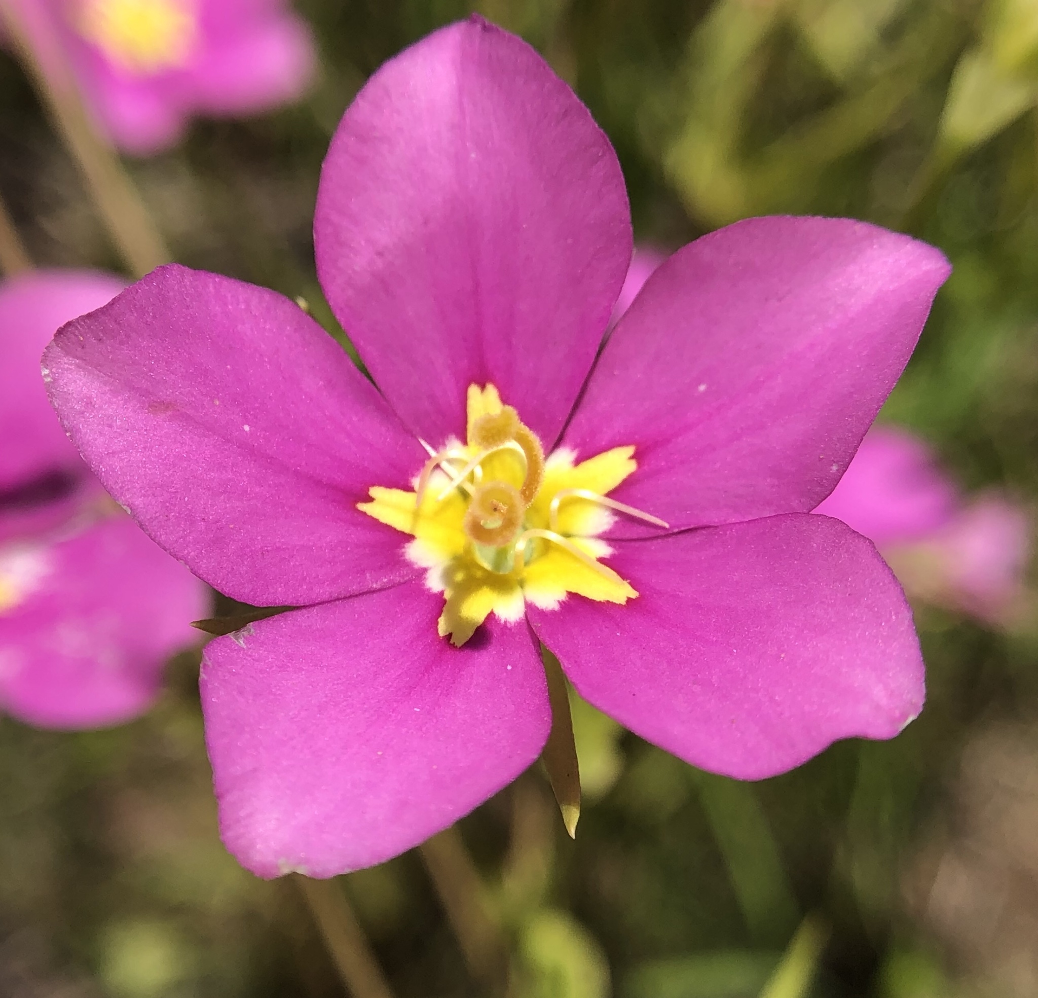 Sabatia campestris