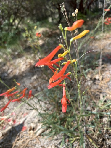 iNaturalist observation photo of San Gabriel beardtongue