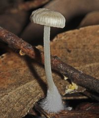 Mycena carmeliana