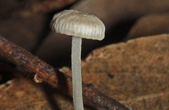 Mycena carmeliana