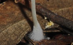 Mycena carmeliana