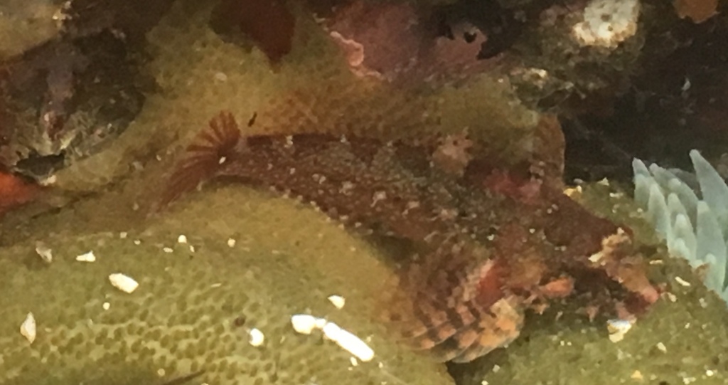 rosy sculpin