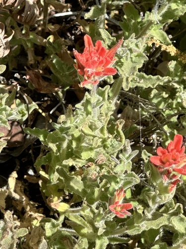 iNaturalist observation photo of Camp Martin paintbrush