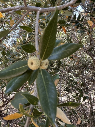 iNaturalist observation photo of canyon live oak