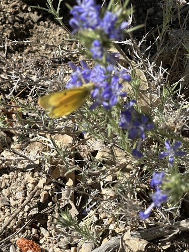 iNaturalist observation photo of Orange Sulphur