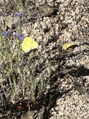 iNaturalist observation photo of Orange Sulphur