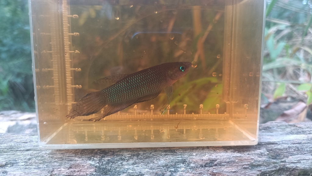 Simor Betta