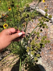 Juncus polycephalus