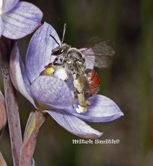 Lasioglossum melbournense