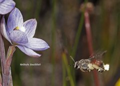 Lasioglossum melbournense