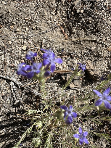 iNaturalist observation photo of giant woollystar